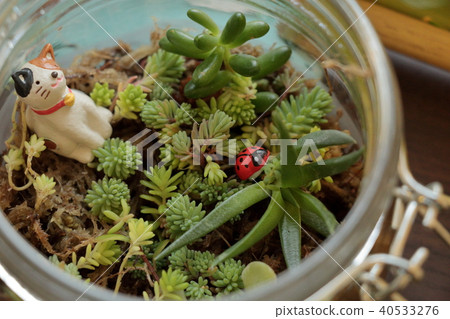 Terrarium Terrarium 40533276