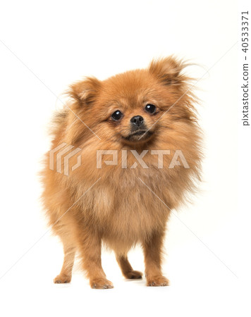 Miniature spitz hot sale pomeranian