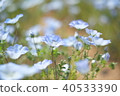 Spring nemophila 40533390