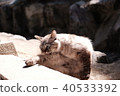 Brown cat playing hush 40533392
