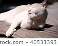 White cat playing the sun 40533393
