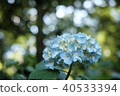 Light blue hydrangea 40533394