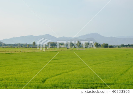 paddy field and mountain background in Thailand paddy field and mountain background in Thailand 40533505