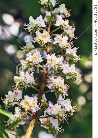 Flowering branch of chestnut 40533551