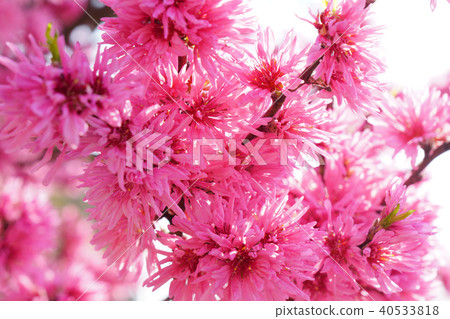 一朵菊花桃花盛開在山腳下2 40533818