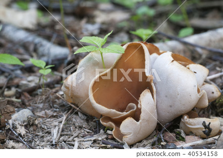 Peziza repanda 40534158