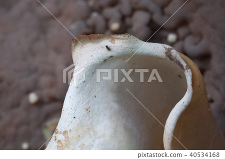 Peziza repanda 40534168