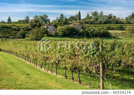 Italian Vineyards - Valpolicella Wine - Verona 40534174