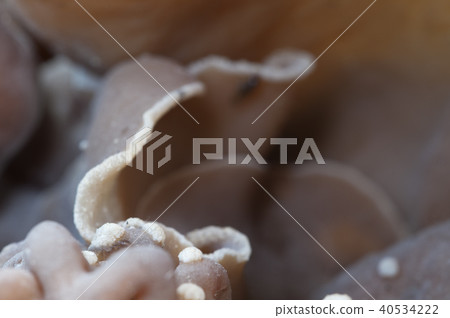 Peziza repanda 40534222