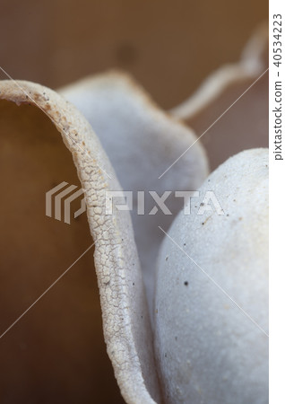 Peziza repanda 40534223