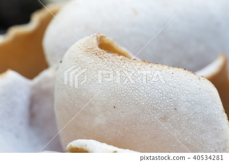 Peziza repanda Peziza repanda 40534281