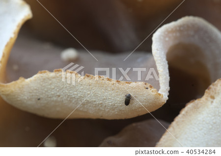 Peziza repanda 40534284