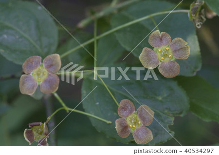 Euonymus verrucosus Euonymus verrucosus 40534297