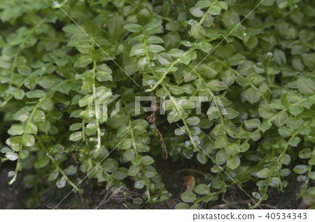 Moss (Tetraphis pellucida) Moss (Tetraphis pellucida) 40534343