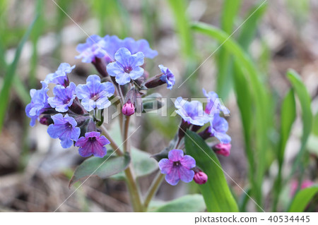 Lungwort medicinal on a forest glade in the spring 40534445