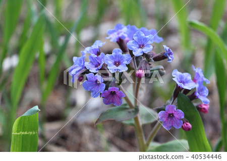 Lungwort medicinal on a forest glade in the spring Lungwort medicinal on a forest glade in the spring 40534446