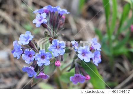 Lungwort medicinal on a forest glade in the spring 40534447