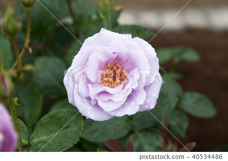 Arao City Ominous Citizen Flower Bed Rose Flower, 40534486
