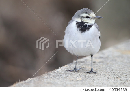Sparrow Sparrow Eye Sekirei Department Sekirei Genus Sparrow Sparrow Eye Sekirei Department Sekirei Genus 40534589