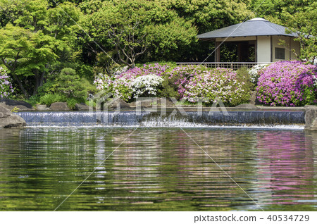 Fresh green nature 40534729