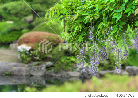 Fresh green nature Fresh green nature 40534765