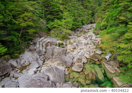 屋久島Yakusugi山間小溪在春天登陸鮮綠色 40534822