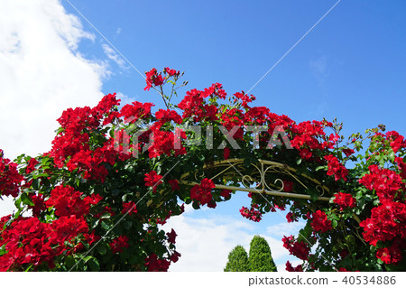 Bright red rose that colors the arch 40534886