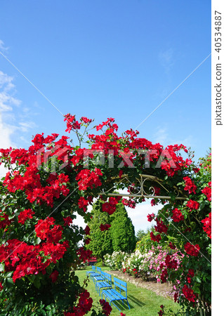 Bright red rose that colors the arch 40534887
