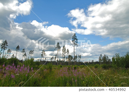 Russian pine forest 40534992