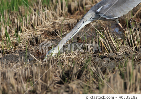 Heron Pelicans Eyechapteridae Velvetle Heron Pelicans Eyechapteridae Velvetle 40535182
