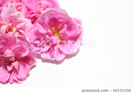 Damask rose 40535308