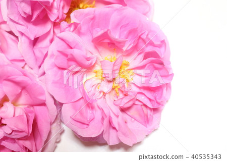 Damask rose 40535343