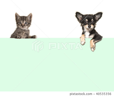 Chihuahua dog and baby cat holding green paper 40535356