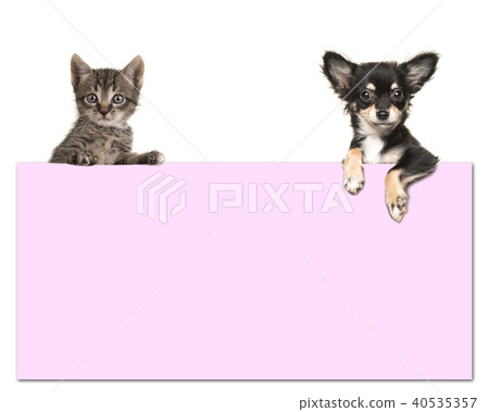 Chihuahua dog and a tabby baby cat holding a paper 40535357