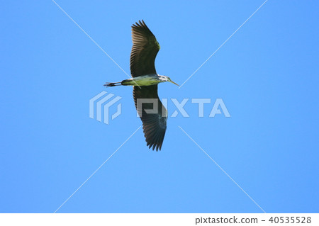 蒼鷺鵜鶘Eyechapteridae Velvetle 蒼鷺鵜鶘Eyechapteridae Velvetle 40535528