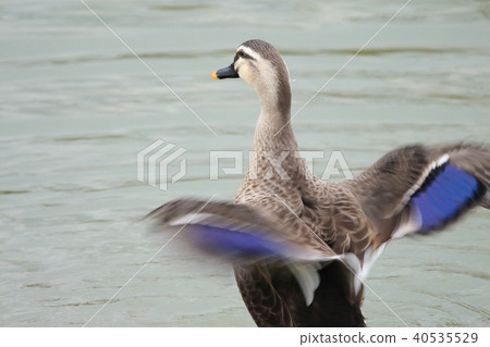 Dolphinidae Duck duck Magamo genus Dolphinidae Duck duck Magamo genus 40535529