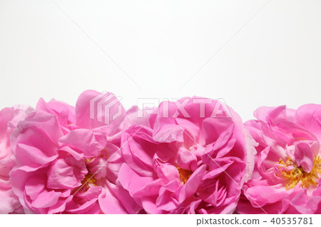 Damask rose Damask rose 40535781