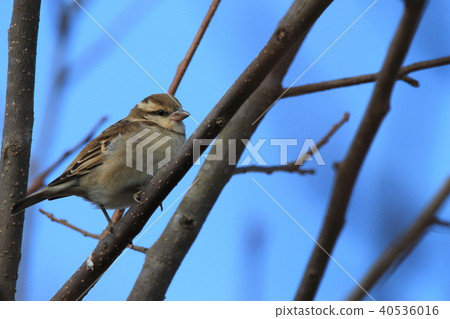 斑點的麻雀麻雀麻雀 40536016