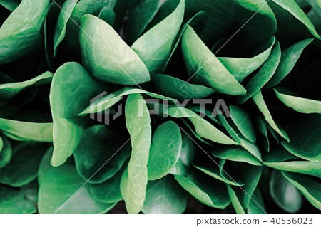 Green leaves creative pattern 40536023