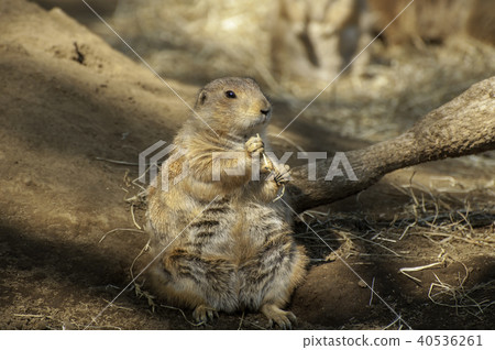 Black-tailed prairie dog 40536261