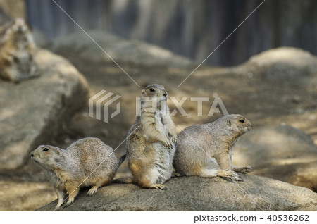 Black-tailed prairie dog 40536262