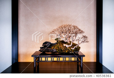 Juniper Bonsai Omiya Bonsai Museum, Saitama, Japan 40536361