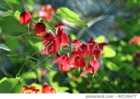 Bright red silkworm blossom (American Dego) Bright red silkworm blossom (American Dego) 40536477