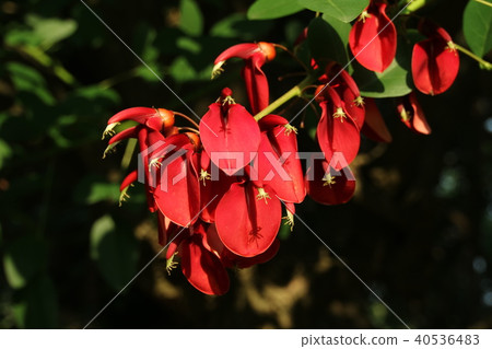 鮮紅蠶花(美國德戈) 鮮紅蠶花(美國德戈) 40536483