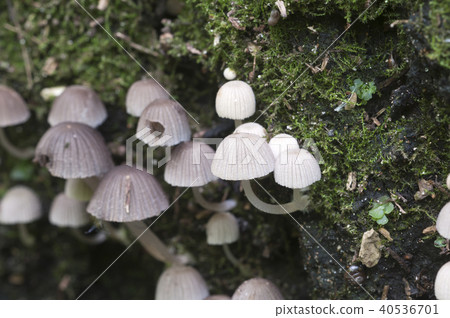 Mushrooms (Coprinus disseminatus) Mushrooms (Coprinus disseminatus) 40536701