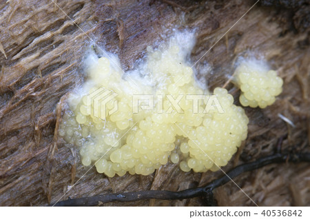 Ceratiomyxa fruticulosa mushrooms 40536842