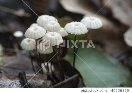 Marasmius wettsteinii musrooms Marasmius wettsteinii musrooms 40536899