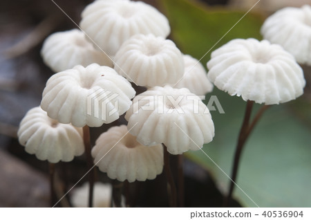 Marasmius wettsteinii musrooms Marasmius wettsteinii musrooms 40536904