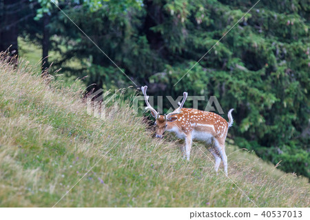 fallow deer in grass. Parc de Merlet, France 40537013