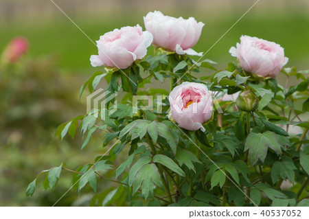 Button Button 40537052